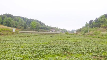 村民流转土地需要村集体备案吗