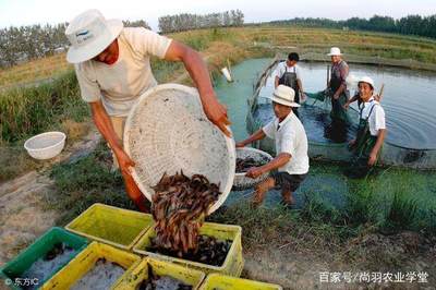 养殖户占用自己基本农田后怎么办